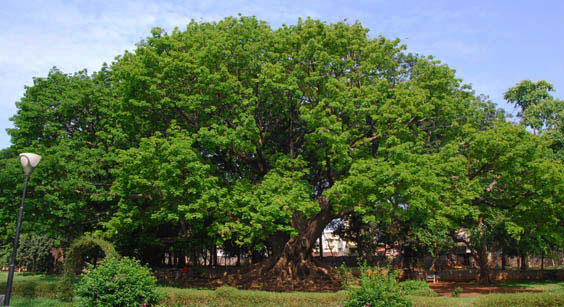 Silk Cotton Tree, Lalbagh