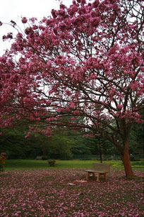 Pink Tabebuia at Cubbon Park